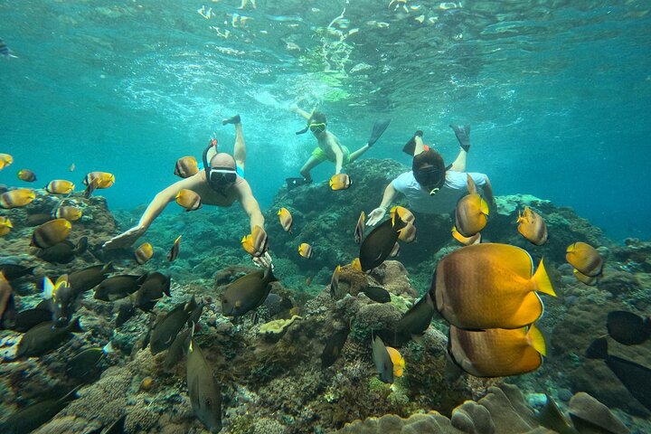 Nusa Penida : Schnorchelausflug Manta Point, Gamat Bay und Wall Bay