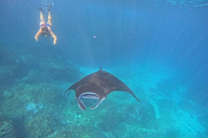 Nusa Penida : Schnorchelausflug Manta Point, Gamat Bay und Wall Bay