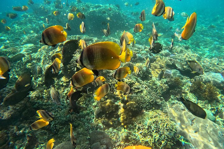 Nusa Penida : Schnorchelausflug Manta Point, Gamat Bay und Wall Bay