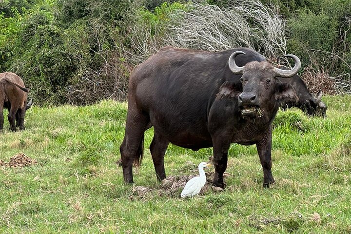 Passeio guiado pelo Kragga Kamma Game Park Safari em Port Elizabeth