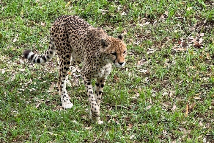 Passeio guiado pelo Kragga Kamma Game Park Safari em Port Elizabeth