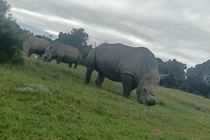 Passeio guiado pelo Kragga Kamma Game Park Safari em Port Elizabeth