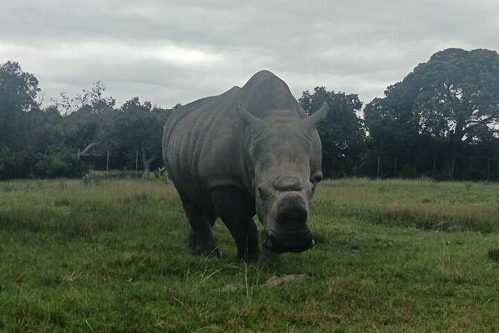 Passeio guiado pelo Kragga Kamma Game Park Safari em Port Elizabeth
