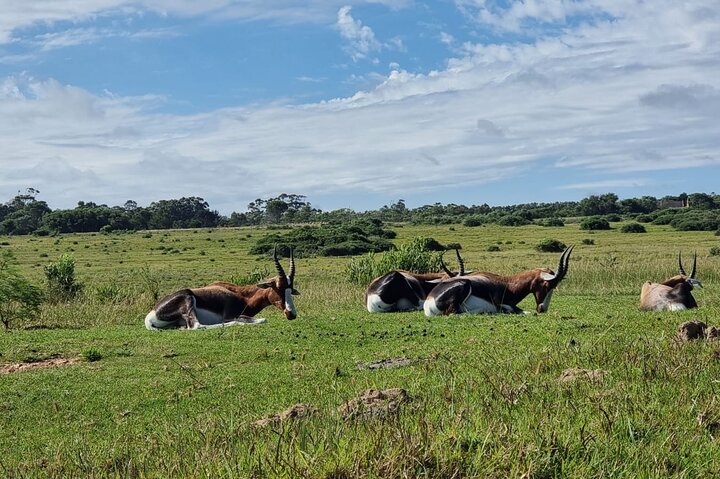 Passeio guiado pelo Kragga Kamma Game Park Safari em Port Elizabeth
