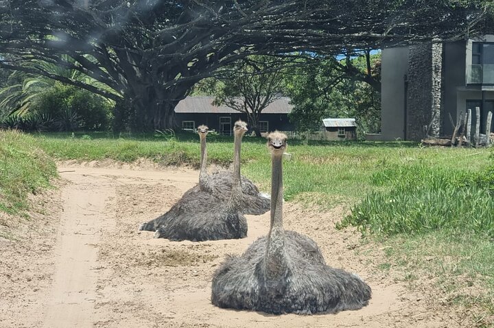 Passeio guiado pelo Kragga Kamma Game Park Safari em Port Elizabeth