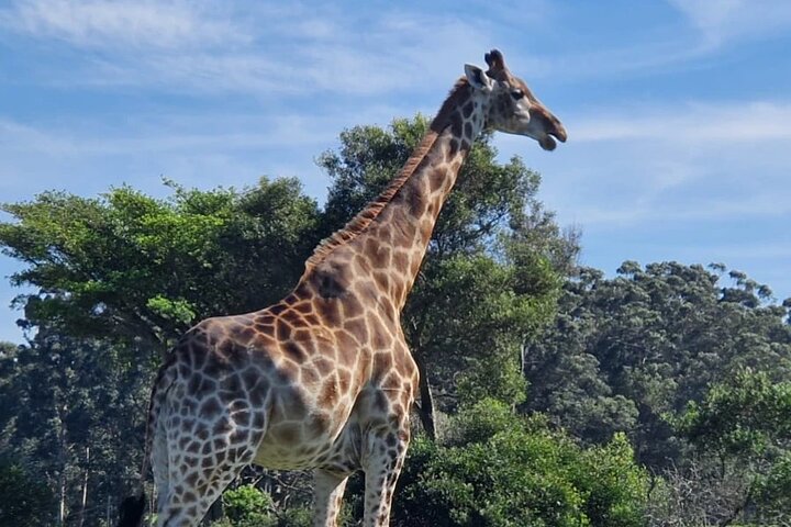 Passeio guiado pelo Kragga Kamma Game Park Safari em Port Elizabeth