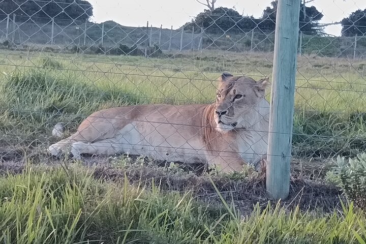 Passeio guiado pelo Kragga Kamma Game Park Safari em Port Elizabeth
