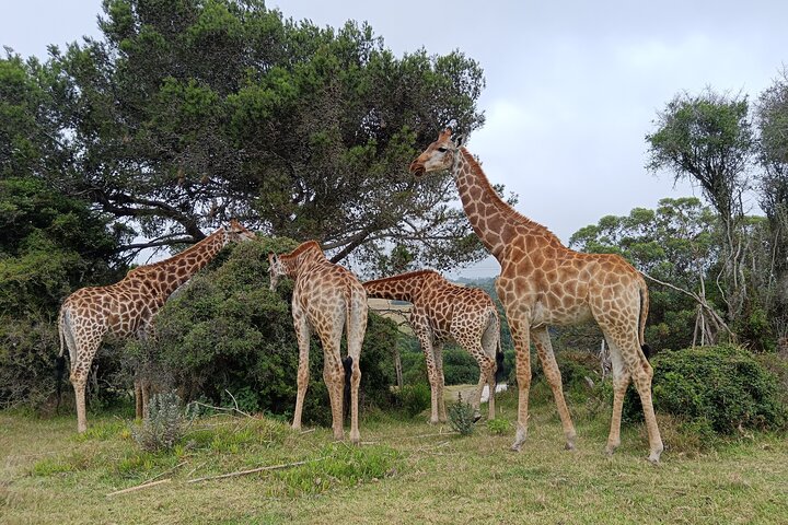 Passeio guiado pelo Kragga Kamma Game Park Safari em Port Elizabeth