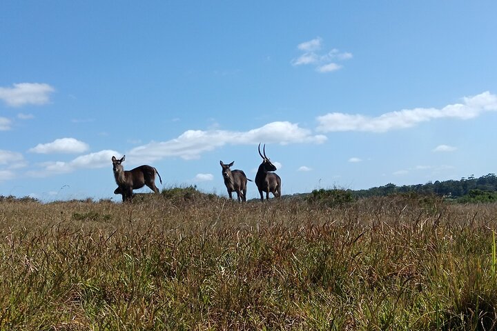 Passeio guiado pelo Kragga Kamma Game Park Safari em Port Elizabeth