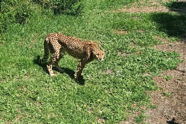 Passeio guiado pelo Kragga Kamma Game Park Safari em Port Elizabeth