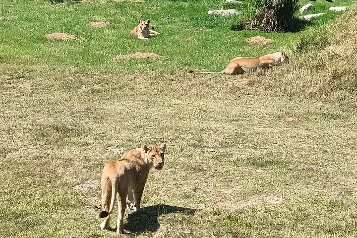 Passeio guiado pelo Kragga Kamma Game Park Safari em Port Elizabeth