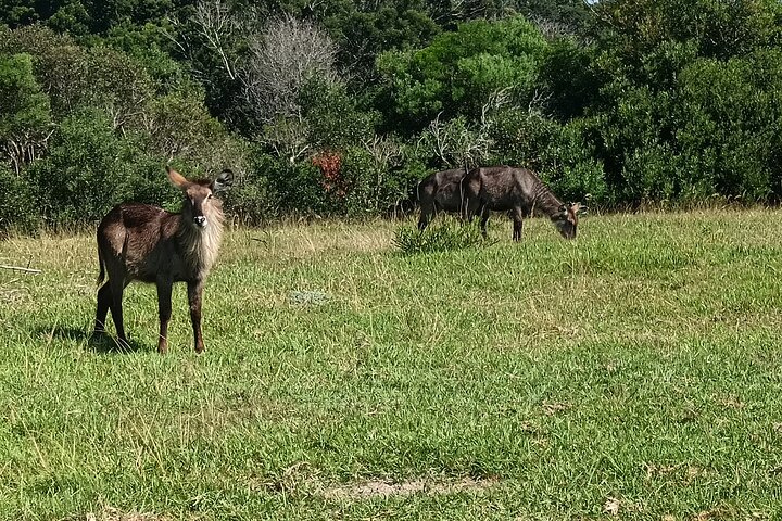 Passeio guiado pelo Kragga Kamma Game Park Safari em Port Elizabeth