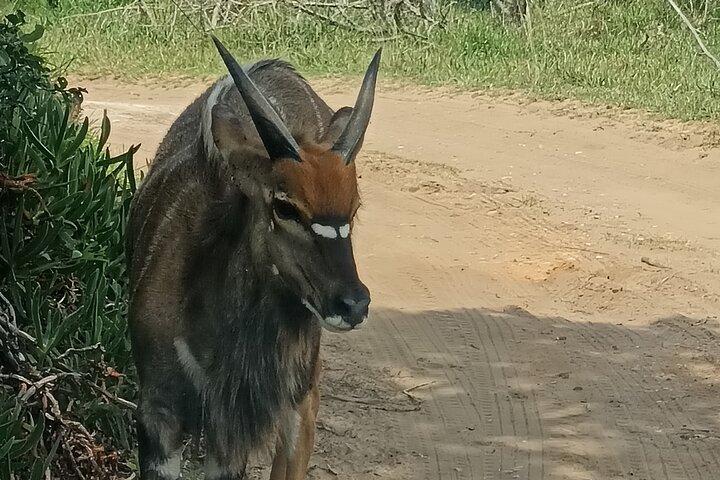 Passeio guiado pelo Kragga Kamma Game Park Safari em Port Elizabeth