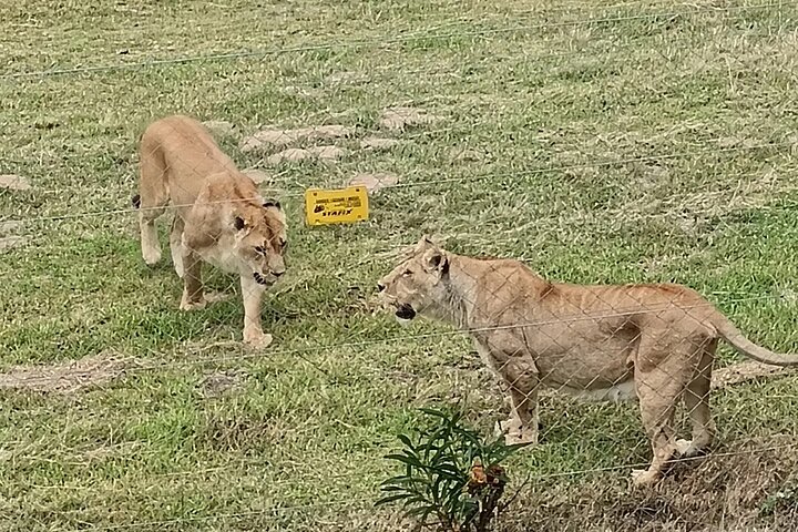 Passeio guiado pelo Kragga Kamma Game Park Safari em Port Elizabeth