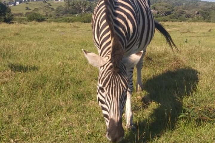 Passeio guiado pelo Kragga Kamma Game Park Safari em Port Elizabeth