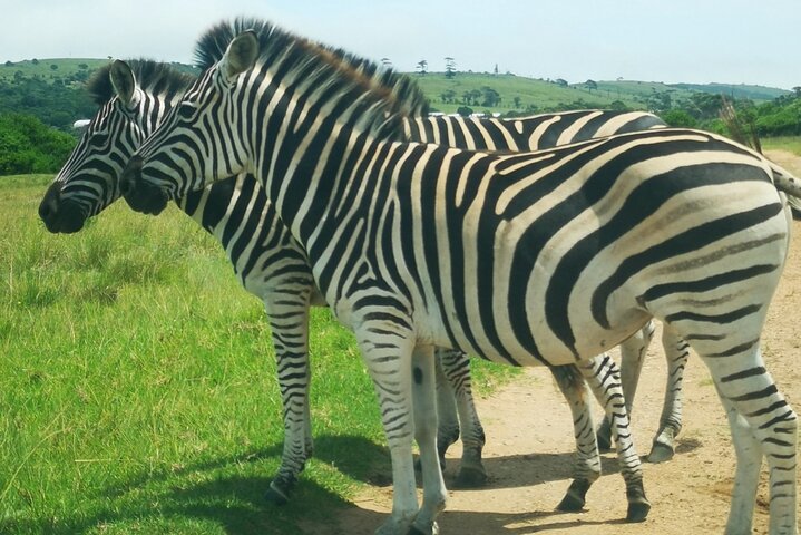 Passeio guiado pelo Kragga Kamma Game Park Safari em Port Elizabeth