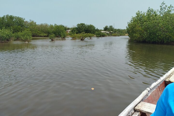 Sejl gennem mangroverne i Cartagena med kano