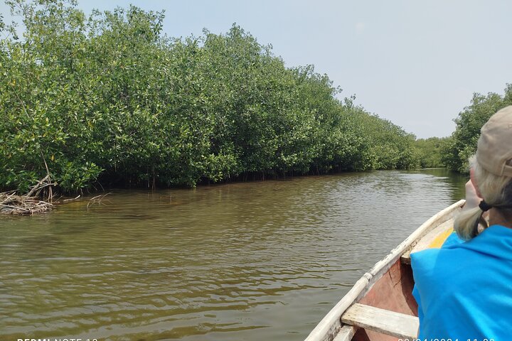 Sejl gennem mangroverne i Cartagena med kano
