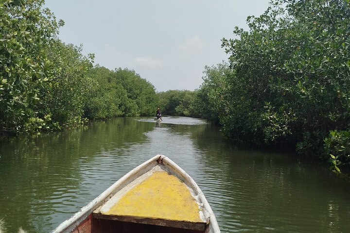 Sejl gennem mangroverne i Cartagena med kano
