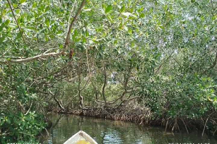 Sejl gennem mangroverne i Cartagena med kano