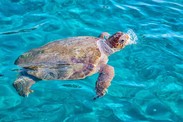 Excursion en petit bateau à Zante vers Keri Mizithres et Marathonisi