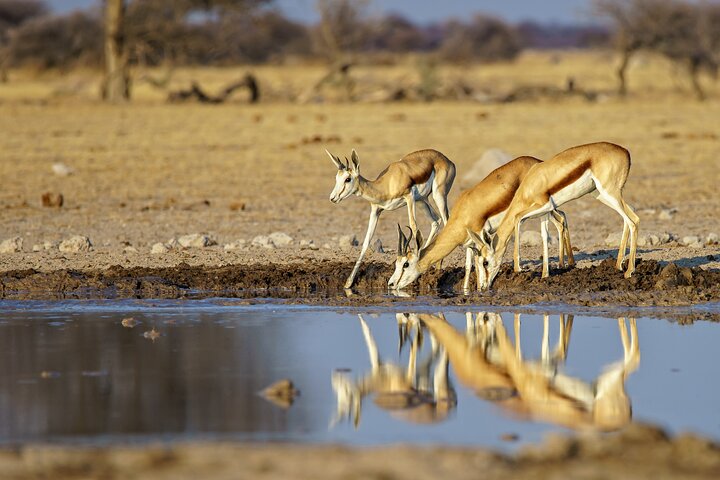 Fantastisk Safari på Game Reserve i Kapstaden - se Big5