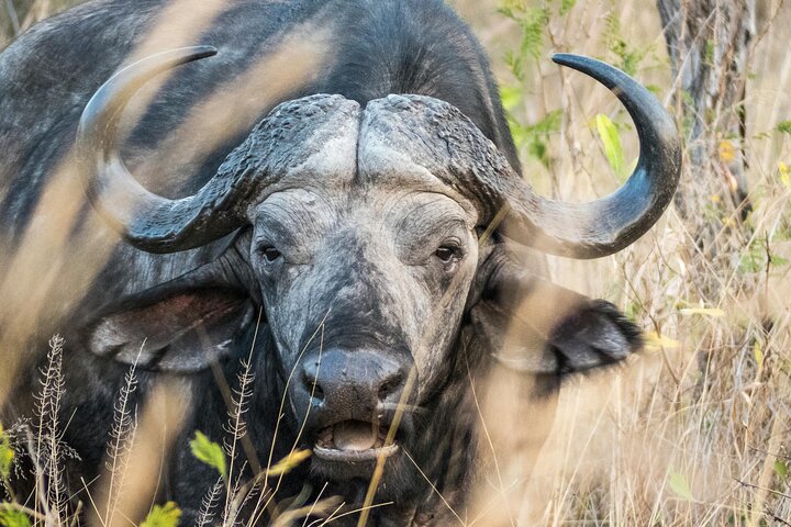 Fantastisk Safari på Game Reserve i Kapstaden - se Big5
