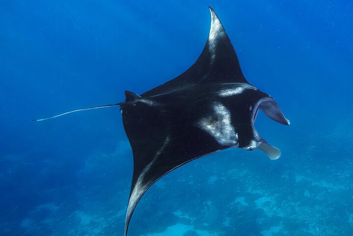 Dagsutflykt till Nusa Penida Snorkling och landstur