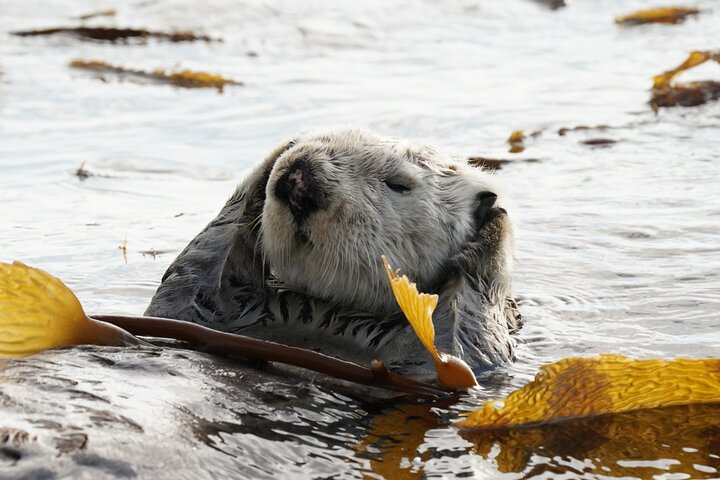 Sitka Walbeobachtung & Wildtier | Am meistgebuchte Tour in Sitka