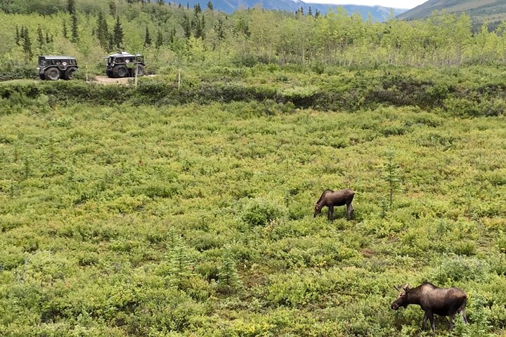 3 timmars SHERP Tour: Denali fett lastbil turer