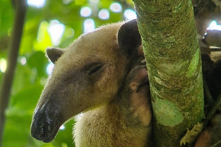 Corcovado nationalpark - Privat Sirena-dagstur med båt