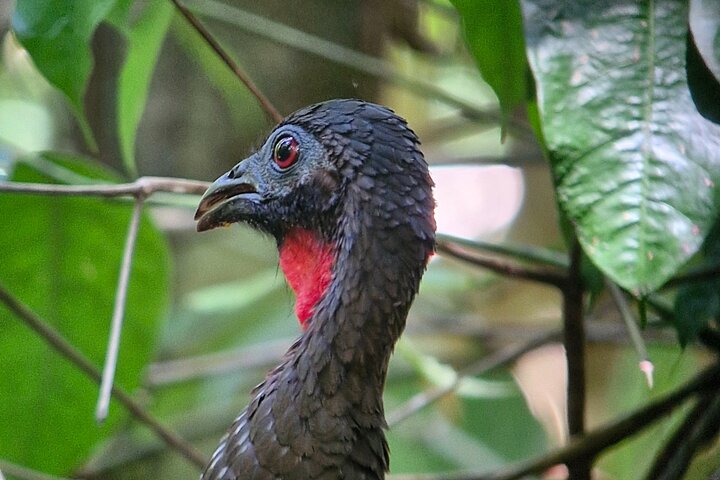 Corcovado nationalpark - Privat Sirena-dagstur med båt