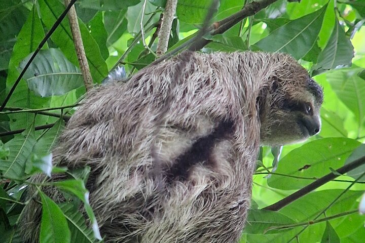 Corcovado nationalpark - Privat Sirena-dagstur med båt