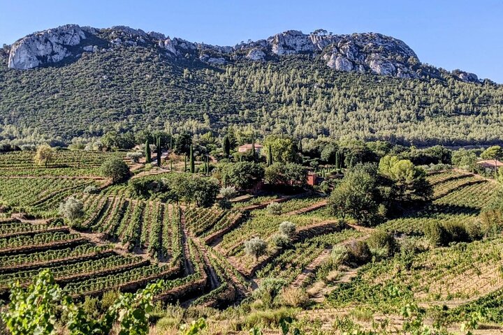 Excursão de vinhos a Bandol saindo de Toulon e dos portos
