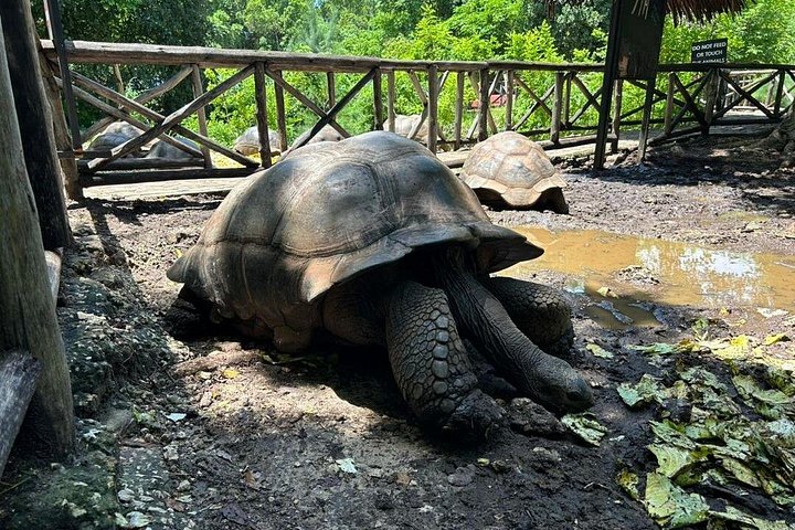 Un tour privato di un'intera giornata a Prison Island + Nakupenda + Stone Town