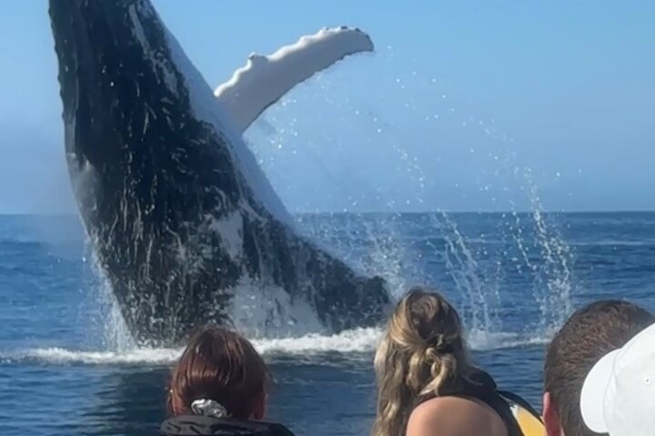 Crucero de avistamiento de ballenas Noosa – Aventura de ballenas jorobadas