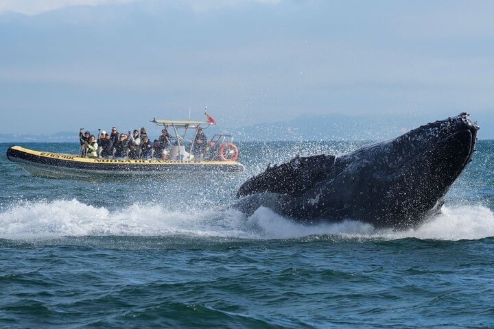 Crucero de avistamiento de ballenas Noosa – Aventura de ballenas jorobadas