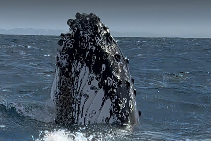 Crucero de avistamiento de ballenas Noosa – Aventura de ballenas jorobadas