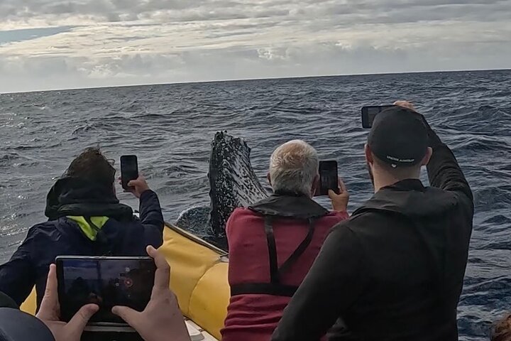 Crucero de avistamiento de ballenas Noosa – Aventura de ballenas jorobadas