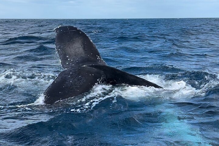 Crucero de avistamiento de ballenas Noosa – Aventura de ballenas jorobadas