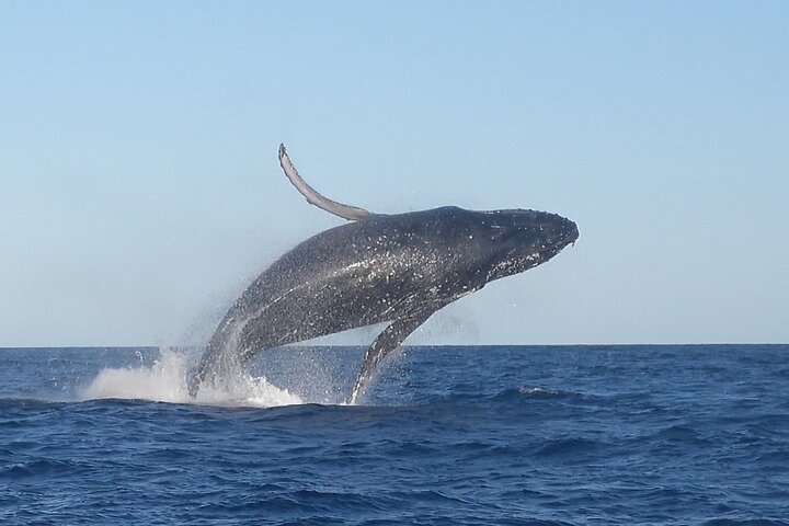 Crucero de avistamiento de ballenas Noosa – Aventura de ballenas jorobadas