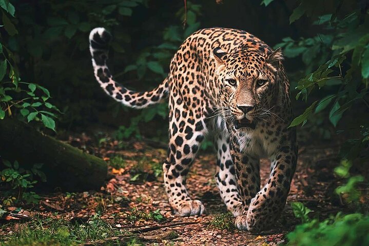 Wilpattu National Park Safari Tour