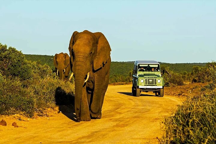 Hluhluwe Imfolozi Big 5 Game Reserve tur fra Durban