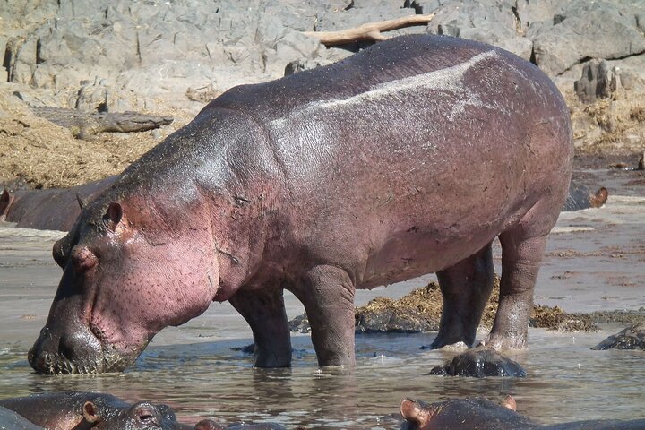 Tala Game Reserve og Natal Park Halvdagstur fra Durban