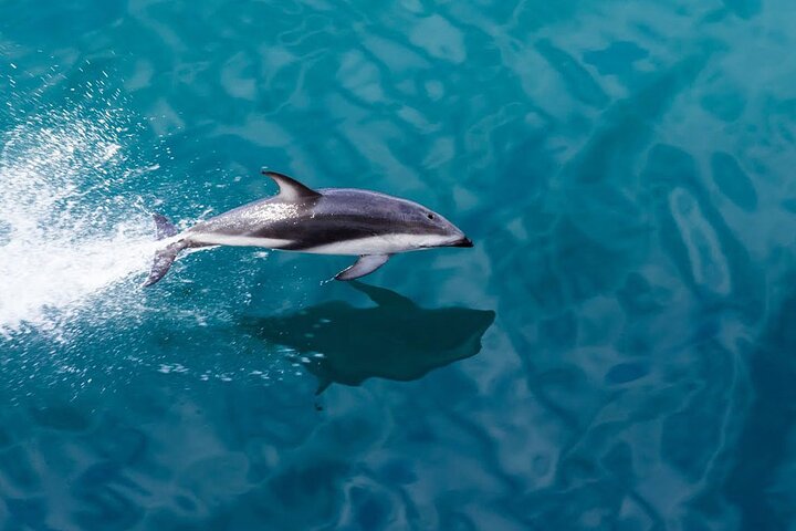Prisvindende Milford Sound Full Day Tour & Cruise fra Te Anau