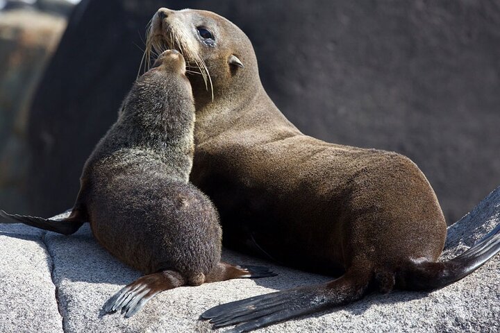 Prisvindende Milford Sound Full Day Tour & Cruise fra Te Anau