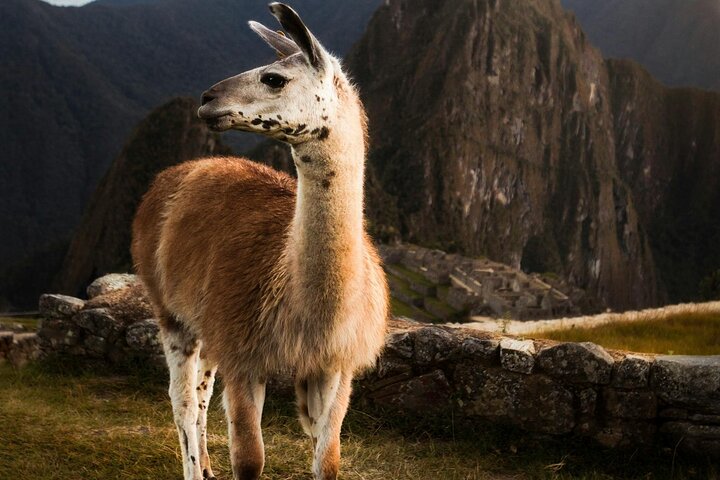 Machu Picchu privat tur med biljett, buss från Aguas Calientes
