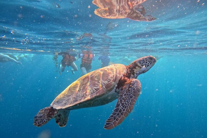Da Cebu : Oslob Whale Shark Swimming & Moalboal Sardine Run Tour