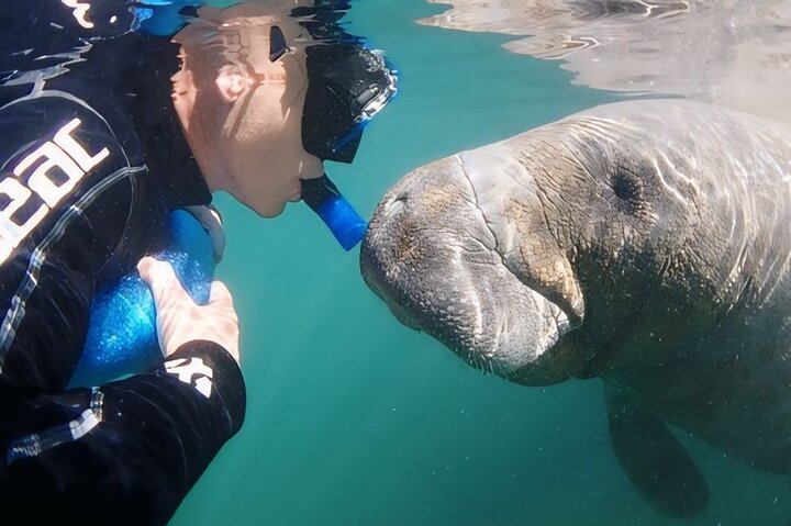 Semi-Private Manatee Tour de Natação com Guia na água (Fotos gratuitas)