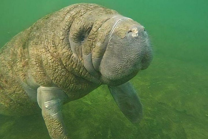 Semi-Private Manatee Tour de Natação com Guia na água (Fotos gratuitas)